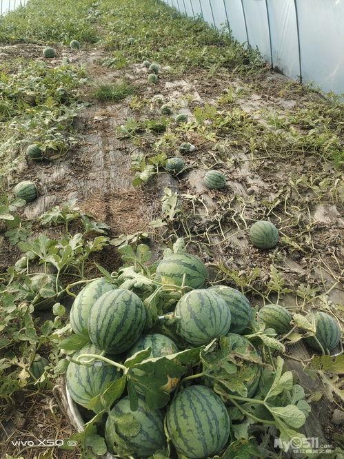 淮职吃瓜,揭秘“吃瓜”背后的故事