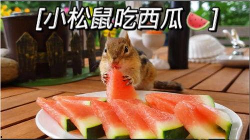 摸头视频吃瓜,吃瓜群众热议幕后故事