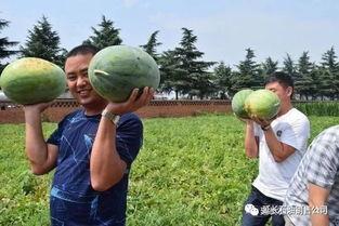 河南新郑吃瓜,探寻河南特色美食之旅