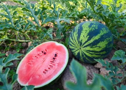 河南新郑吃瓜,探寻河南特色美食之旅