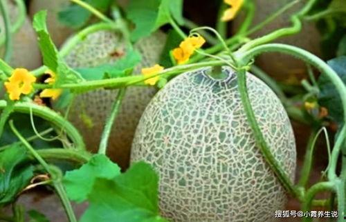 山东景点女子吃瓜,瓜香四溢引游客围观