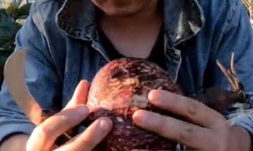 吃土瓜人,一段别样的人生旅程