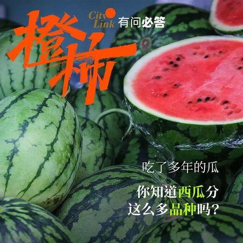 喜之恋吃瓜,揭秘瓜农与瓜食者的甜蜜纠葛